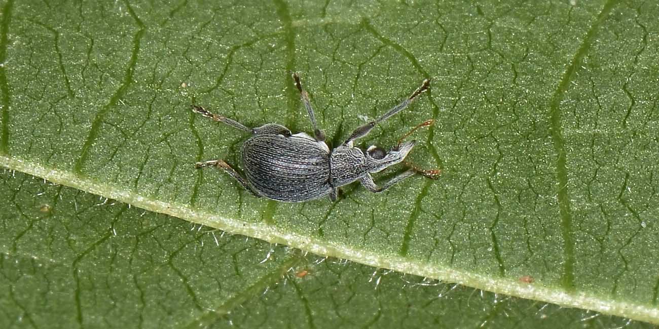 Apionidae?  S, Oxystoma craccae